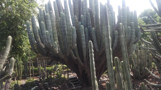 50 year old cactus